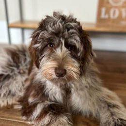 Roxy - Australian Labradoodle