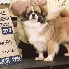 Tibetan Spaniels from Westview Tibetan Spaniels