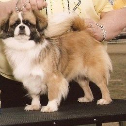 Tibetan Spaniels from Westview Tibetan Spaniels