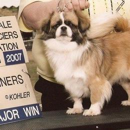 Tibetan Spaniels from Westview Tibetan Spaniels