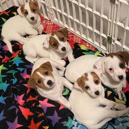 Russell Terrier Puppies from Geisler Russell Terriers & Miniature Dachshunds