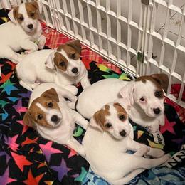 Russell Terrier Puppies from Geisler Russell Terriers & Miniature Dachshunds