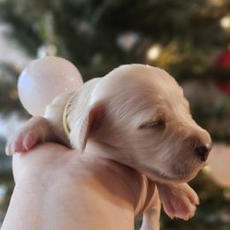 Yellow collar - Cream female Dachshund puppy in Pasco, Washington from Loyal Lil Dachshunds