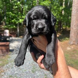 Dahlia - Black female Labrador Retriever puppy in Carthage, North Carolina from Wicked Pines Retrievers