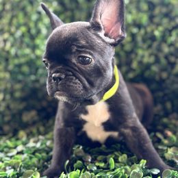 Neon collar - Black female French Bulldog puppy in Cordes Lakes, Arizona from Puppy Love AZ LLC