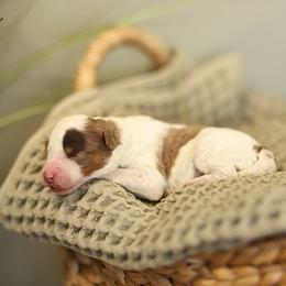 Chocolate Merle - male Australian Mountain Doodle puppy in Spanish Fork, Utah from Little Puppy Co.