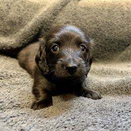 Martyn - Black male Dachshund puppy in Huntington, Arkansas from Rockstar.Weiners