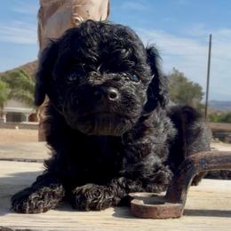 Puppy 2 - Black male Poodle puppy in Jurupa Valley, California from gucci_bentleys_goldendoodles