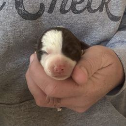 Charlie - White and red female Border Collie puppy in North Lakeport, California from Wild Rose Ranch
