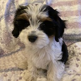 Boy 1 - Tri-color Cavapoo puppy in Fenton, Missouri from K&R Cavaliers