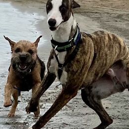 Border Terriers and Whippets from Tumbleweed