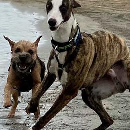 Border Terriers and Whippets from Tumbleweed