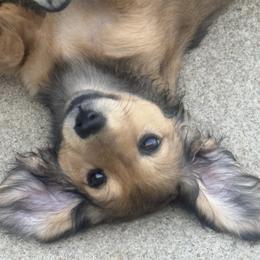 Dachshund Puppies from EntityDachs