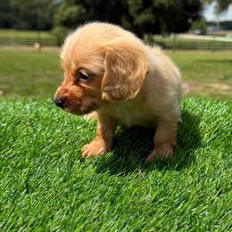 Cream female 3 - Cream female Dachshund puppy in Apopka, Florida from The HotDog Stand