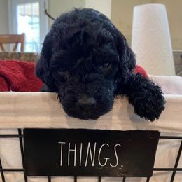 Bernedoodle, Goldendoodle, and Sheepadoodle Puppies from Lindy’s Doodles