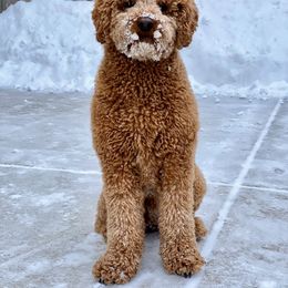 Goldendoodle All Grown Up from Penny_redminigoldendoodles7