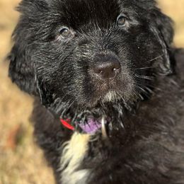 Newfoundland Puppies from Majestic Gentle Giants