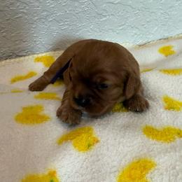 Cora - Ruby female Cavalier King Charles Spaniel puppy in Ocala, Florida from Ray of Sunshine Spaniels LLC