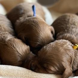 Girl 3 Selection - Red  female Goldendoodle puppy in Pleasant Hill, Iowa from Harvest Creek