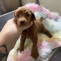 Poodle Puppies from KM AKC Toy poodles