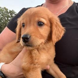 Pistol - Dark golden male Golden Retriever puppy in Marshfield, Missouri from Hilltop Kennel LLC