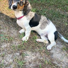 Gidget - Dachshund