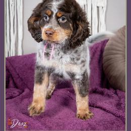 Gabby - Brown white and tan female Cockapoo puppy in Connersville, Indiana from Deaz Doodle Ranch