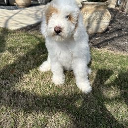 Goldendoodle Puppies from Johnson & Co Doodles