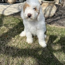 Goldendoodle Puppies from Johnson & Co Doodles