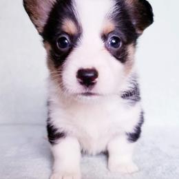 American Corgi and Pembroke Welsh Corgi Puppies from Whimsical Treasure Corgis