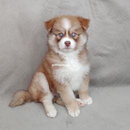 Pomsky Puppies from Chi-Town Pomsky