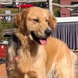Stella - Golden Retriever