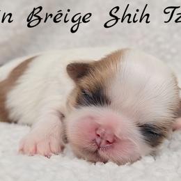 AKC Gold and White Parti Female - Gold and white female Shih Tzu puppy in Las Vegas, Nevada from Beirin Breige Shih Tzus