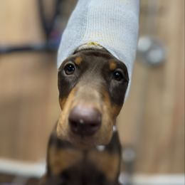 Orange Collar Girl - Red and rust female Doberman Pinscher puppy in Medina, Tennessee from Valorosa Doberman Kennel