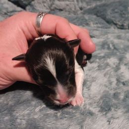 Blaze - Black white and tan female Shetland Sheepdog puppy in New York, New York from GrapeView Shetland Sheepdogs