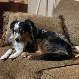 Parker - Miniature Australian Shepherd