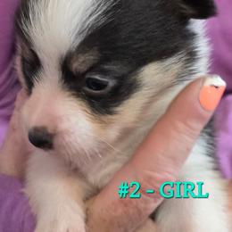Girl 2 - Black and tan female Pembroke Welsh Corgi puppy in Buffalo, Wyoming from Diamond K Corgis