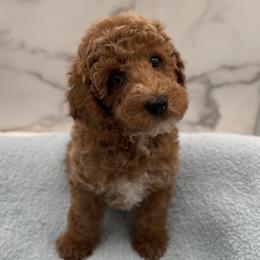 Felix - Red  male Goldendoodle puppy in Kansas City, Kansas from Bella & Ivy’s Mini Goldendoodles of KC