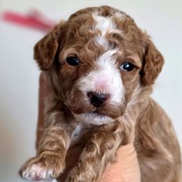 Jessie Red - Red  female Goldendoodle puppy in Vernon, Texas from Sugarland's Texas Goldendoodles