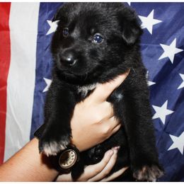 German Shepherd Puppies from Black Beauty Shepherds