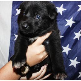 German Shepherd Puppies from Black Beauty Shepherds