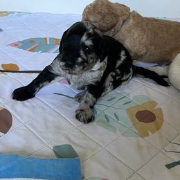 Boy 2 - Parti Goldendoodle puppy in Lexington, North Carolina from Sages Doodles and Poodles of NC