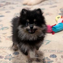 Rhett - Black and tan male Pomeranian puppy in Danielsville, Georgia from PassionatePomPoms