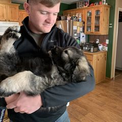 Sarplaninac Puppies from KF Bogy’s Farm, LLC