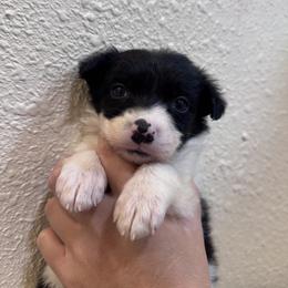 Australian Cattle Dog Puppies from Hangin R Kennels