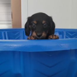 "11-08-2021" Dachshund Puppies from Royce's Dashshunds
