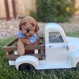 Boom - Red  male Goldendoodle puppy in Las Vegas, Nevada from Bridges Goldendoodles