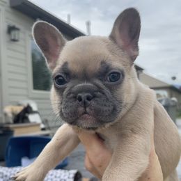 French Bulldog Puppies from Blue Lotus Frenchies