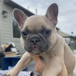 French Bulldog Puppies from Blue Lotus Frenchies