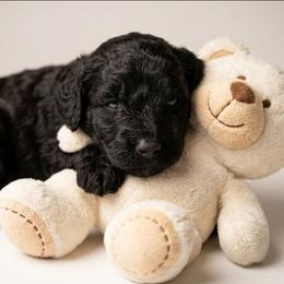 Diego - Black male Shihpoo puppy in Macon, Georgia from Shipoo Lane